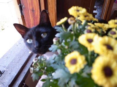Cat with Yellow Flowers