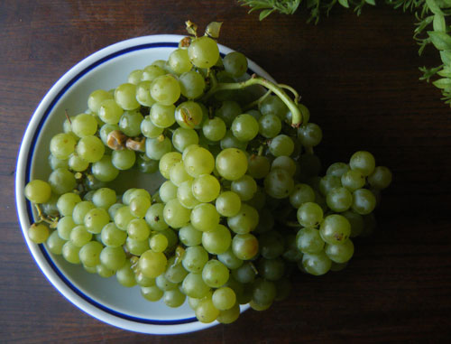 Muscato Grapes