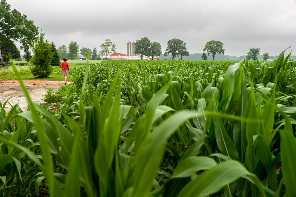 A photograph showing corn plants close up, with a woman walking toward farm buildings in the background. Photograph by Simon Griffee.